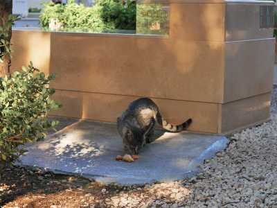Il rituale gi� visto prima si ripete: l�uomo versa il cibo, attende che l�animale finisca, poi ripulisce tutto intorno. E il felino nel frattempo rimane l�: a sorvegliare la tomba della moglie di Domenico